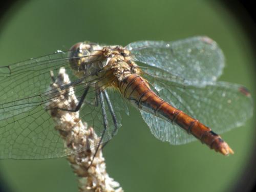 Réf. 272 858 : Sympetrum sanguineum
